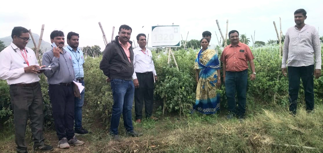 शेतकऱ्यांची फसवणूक: टोमॅटो च्या बियाणाने केला हंगाम खराब, रोपाला आला फक्त पालाच!