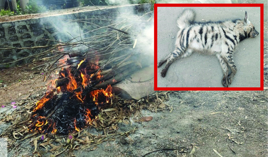 धक्कादायक! सटाणा–साक्री रोडवर अज्ञात वाहनाची दहशत; दुर्मिळ तरसाचा मृत्यू